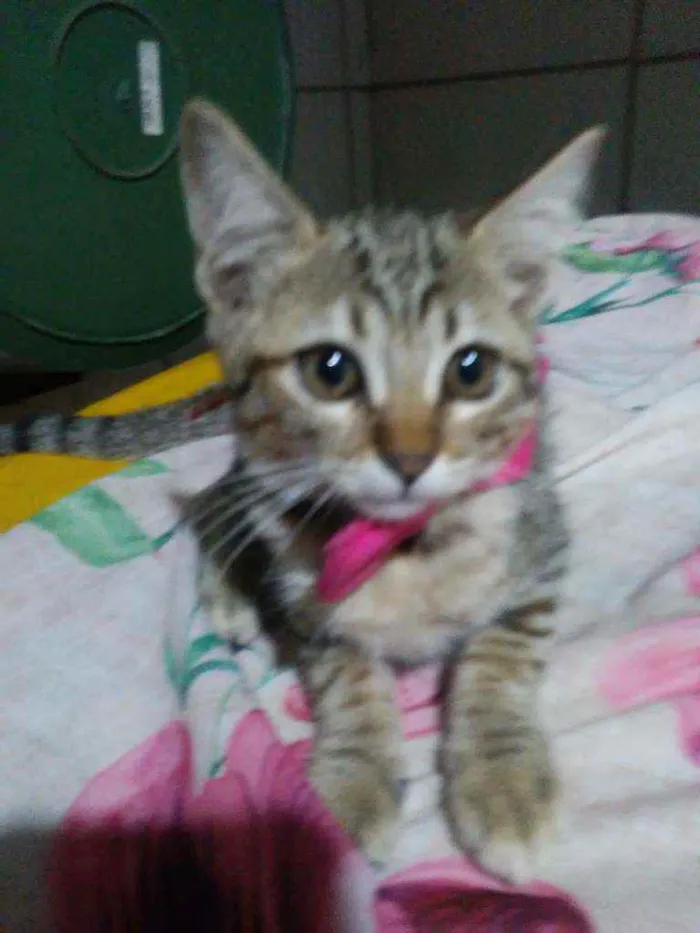 Gato ra a Tigresa idade 2 a 6 meses nome Princesa