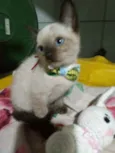 Fofito