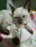 Fofito