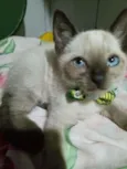 Fofito
