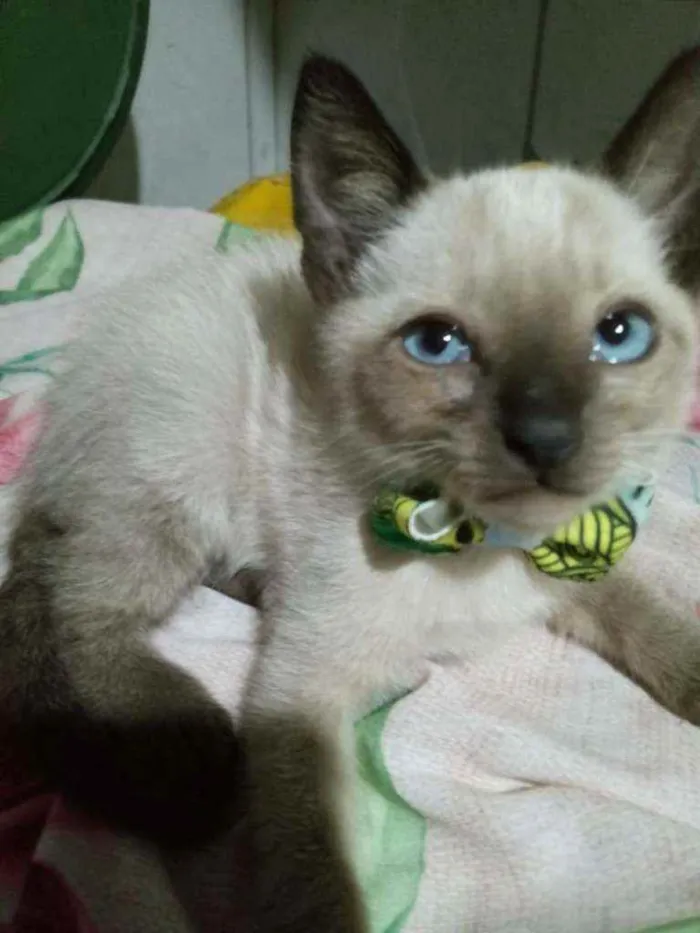 Gato ra a Siames idade 2 a 6 meses nome Fofito