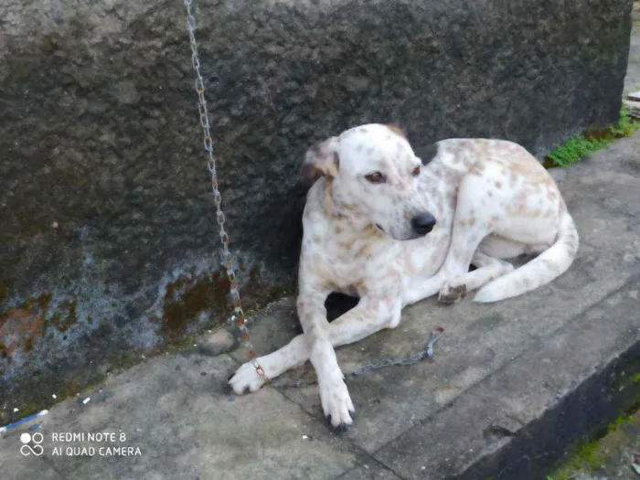 Cachorro raça Vira lata com dalmata idade 2 anos nome Nina