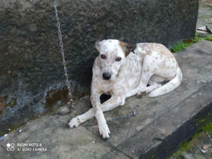 Cachorro raça Vira lata com dalmata idade 2 anos nome Nina