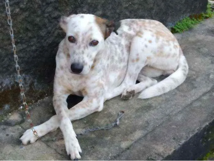 Cachorro raça Vira lata com dalmata idade 2 anos nome Nina