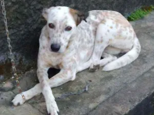 Cachorro raça Vira lata com dalmata idade 2 anos nome Nina