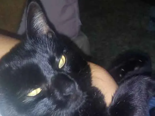 Gato ra a vira lata idade 3 anos nome Lailon