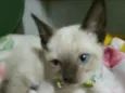 Fofito