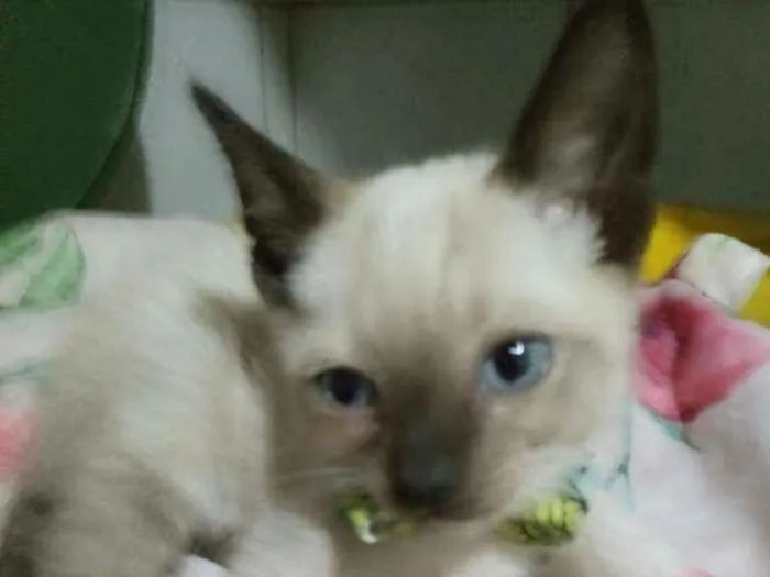 Gato ra a Siames idade 2 a 6 meses nome Fofito