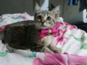 Gato raça Tigresa idade 2 a 6 meses nome Princesa