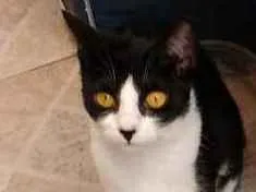 Gato raça Srd idade 1 ano nome Iris