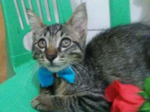 Gato raça Comum idade 2 a 6 meses nome Tigre