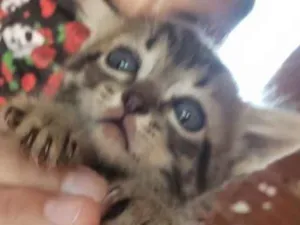 Gato raça SRD idade Abaixo de 2 meses nome Sam 