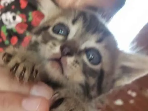 Gato ra a SRD idade Abaixo de 2 meses nome Sam 