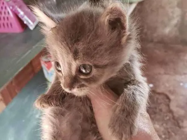 Gato ra a SRD idade Abaixo de 2 meses nome Zion 