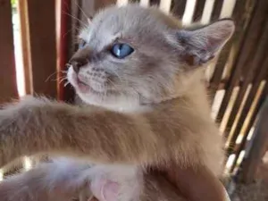 Gato raça SRD idade Abaixo de 2 meses nome Cléo 
