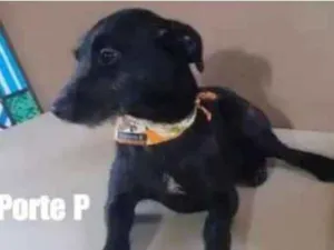 Cachorro raça viralatinha idade 7 a 11 meses nome Banzé