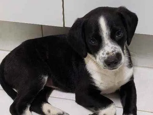 Cachorro ra a SRD idade 2 a 6 meses nome Pikitita 