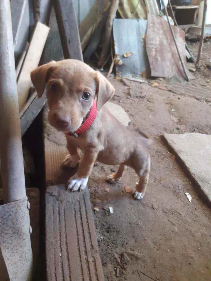 Cachorro raça Não definida  idade 2 anos nome Aquira