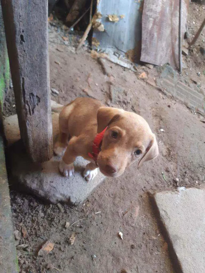 Cachorro raça Não definida  idade 2 anos nome Aquira
