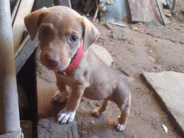 Cachorro raça Não definida  idade 2 anos nome Aquira