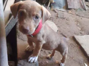 Cachorro raça Não definida  idade 2 anos nome Aquira
