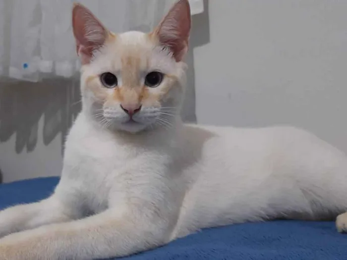 Gato ra a Srd idade 2 a 6 meses nome Christopher