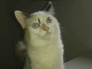 Gato raça Srd idade 2 a 6 meses nome Lyca