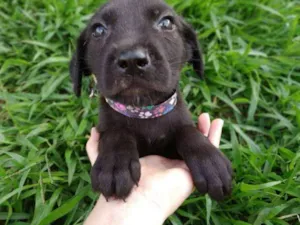 Cachorro raça viralatinha idade Abaixo de 2 meses nome Floquinho