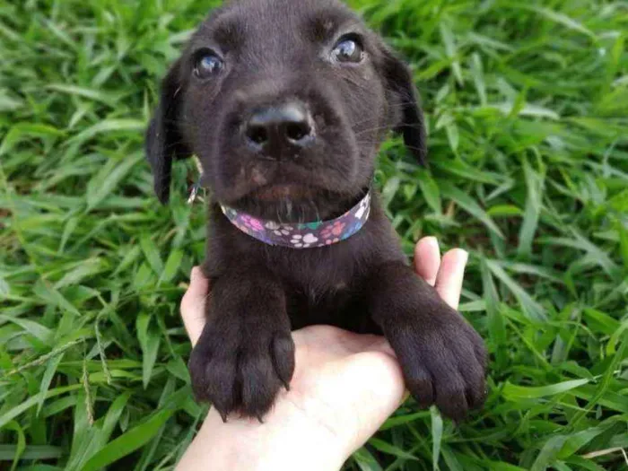 Cachorro ra a viralatinha idade Abaixo de 2 meses nome Floquinho