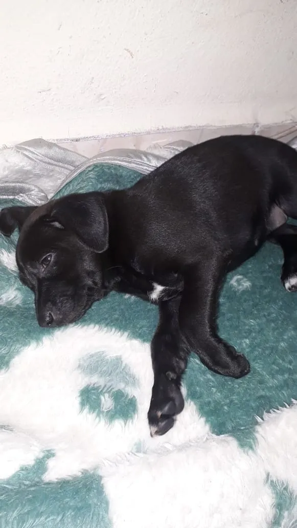 Cachorro ra a mestiça  idade Abaixo de 2 meses nome Lolla