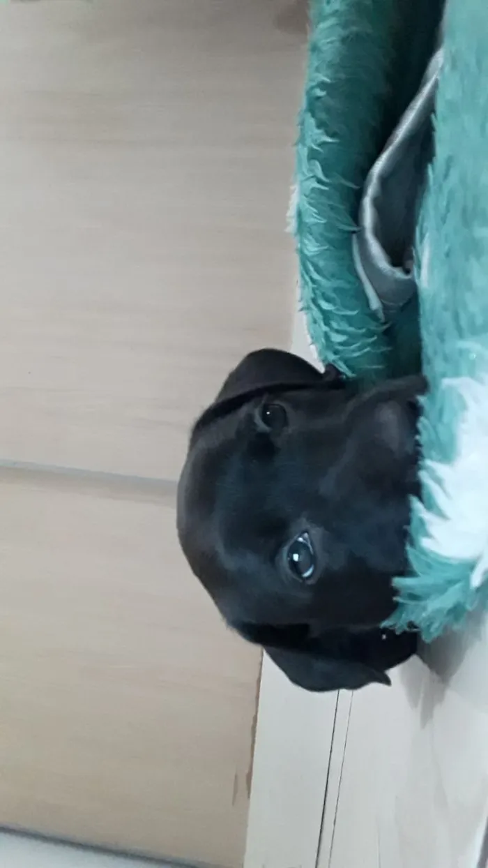 Cachorro ra a mestiça  idade Abaixo de 2 meses nome Lolla