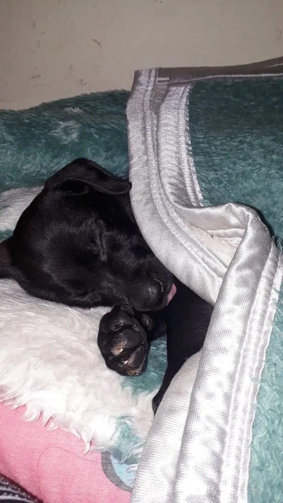 Cachorro ra a mestiça  idade Abaixo de 2 meses nome Lolla