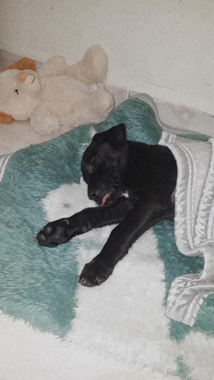Cachorro ra a mestiça  idade Abaixo de 2 meses nome Lolla