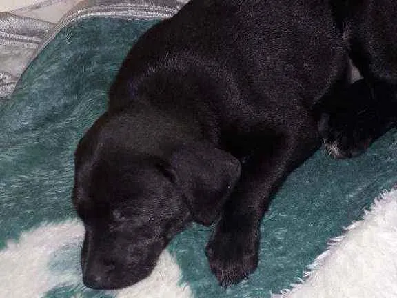 Cachorro ra a mestiça  idade Abaixo de 2 meses nome Lolla