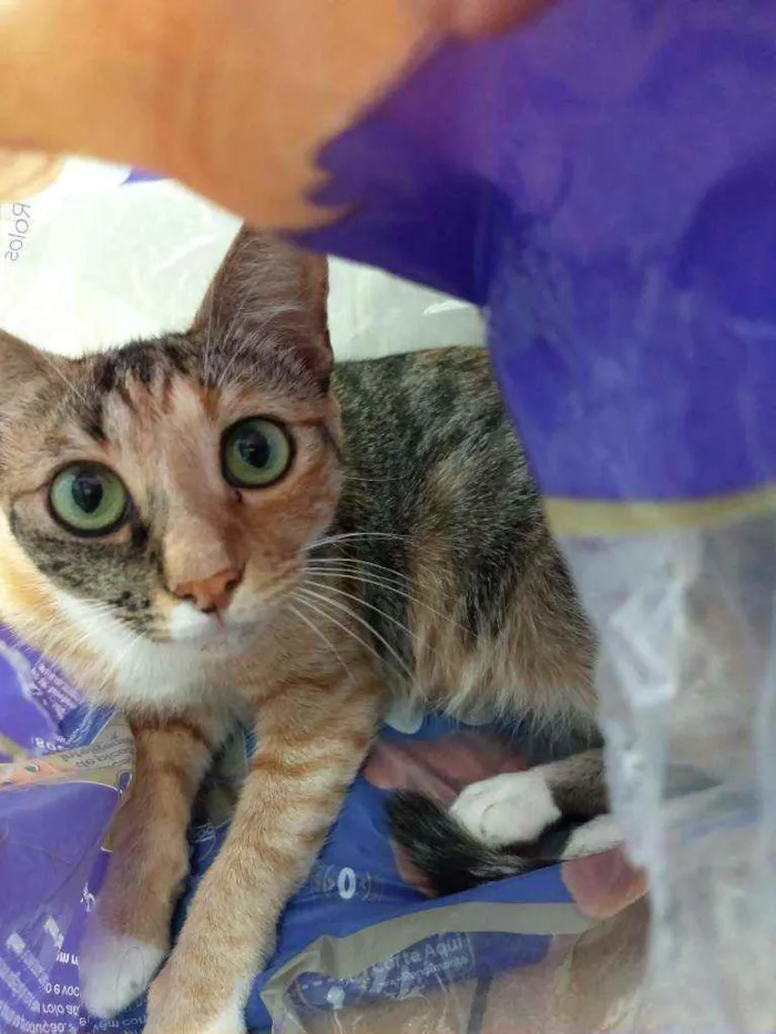 Gato ra a SRD idade 4 anos nome Lili