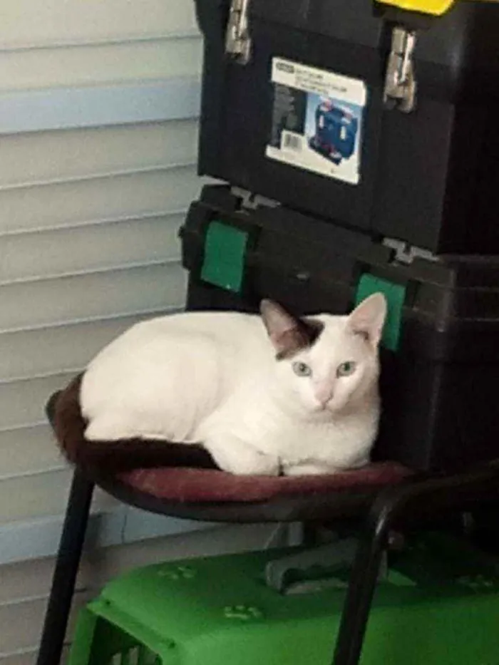 Gato ra a SRD idade 2 anos nome Fantasma