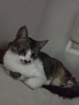 Bigode