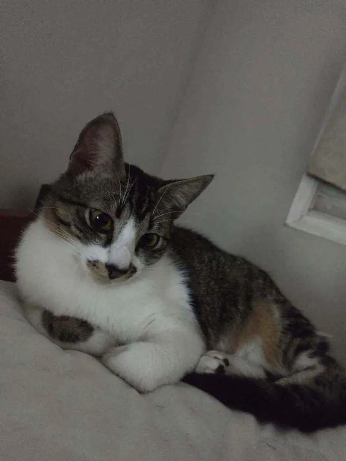 Gato ra a SRD idade 2 anos nome Bigode