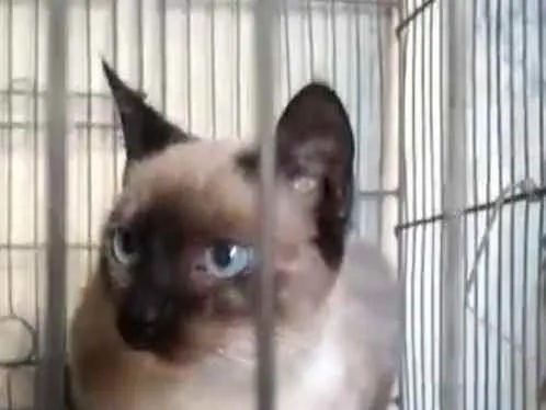 Gato ra a Siamês idade 2 a 6 meses nome Bela