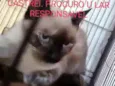 Bela