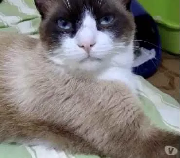 Gato ra a Siamês com vira-lata  idade 1 ano nome Bolacha um lindo !