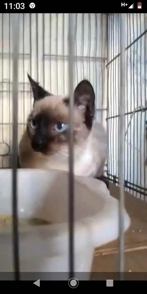 Gato ra a Siamês idade 2 a 6 meses nome Bela