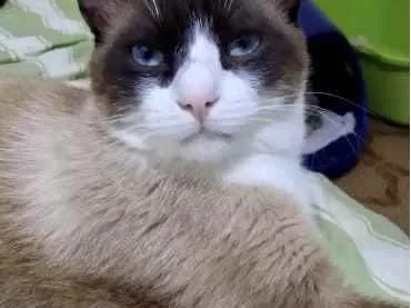 Gato ra a Siamês com vira-lata  idade 1 ano nome Bolacha um lindo !