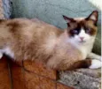Bolacha um lindo !