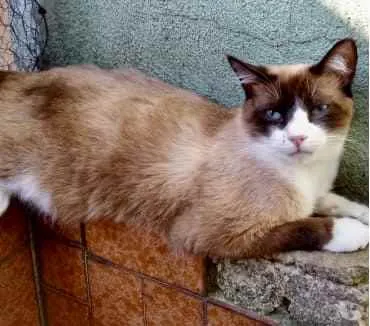 Gato ra a Siamês com vira-lata  idade 1 ano nome Bolacha um lindo !