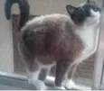 Bolacha um lindo !