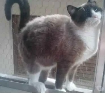 Gato ra a Siamês com vira-lata  idade 1 ano nome Bolacha um lindo !