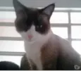 Bolacha um lindo !