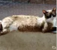 Bolacha um lindo !