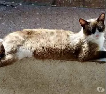 Gato ra a Siamês com vira-lata  idade 1 ano nome Bolacha um lindo !